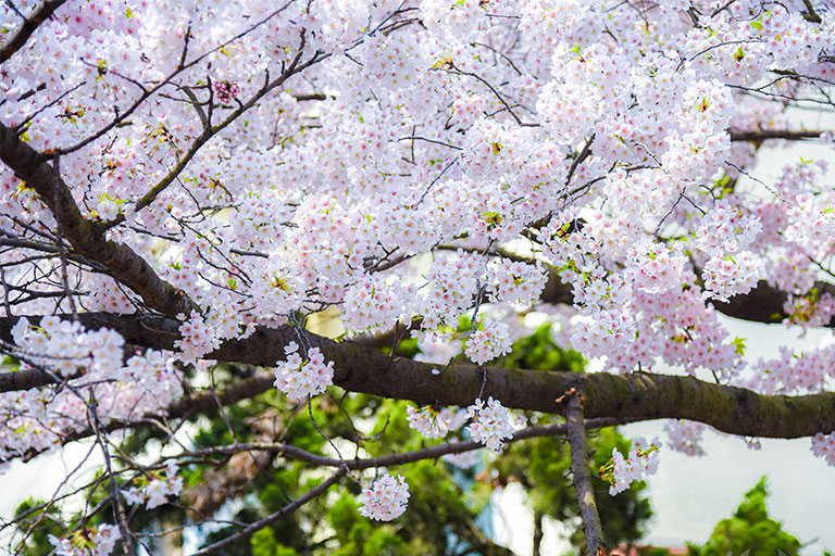 Spring in Qingdao