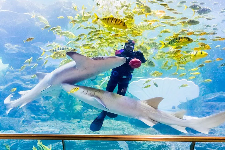 Qingdao Underwater World Things to Do in Qingdao