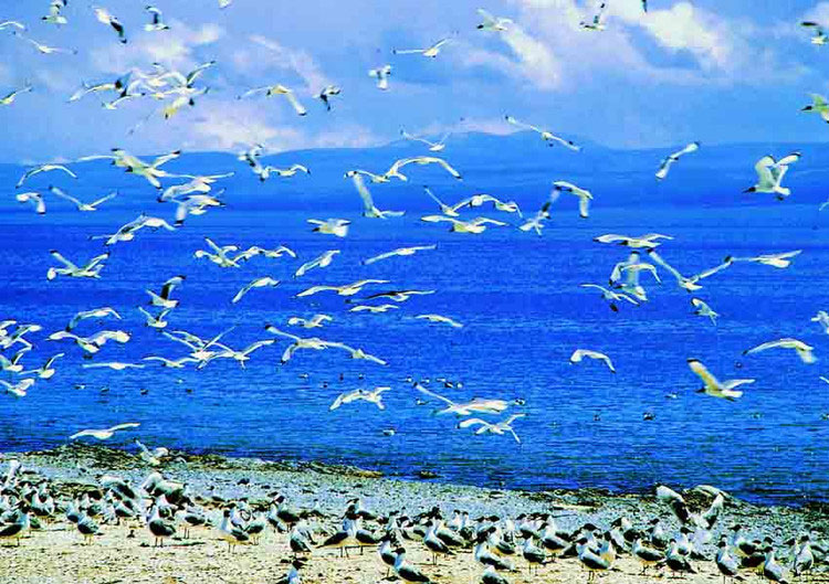 Qinghai Lake