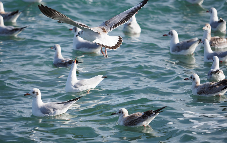 Seagullings in Qinghai Lake (Erlangjian Scenic Area)