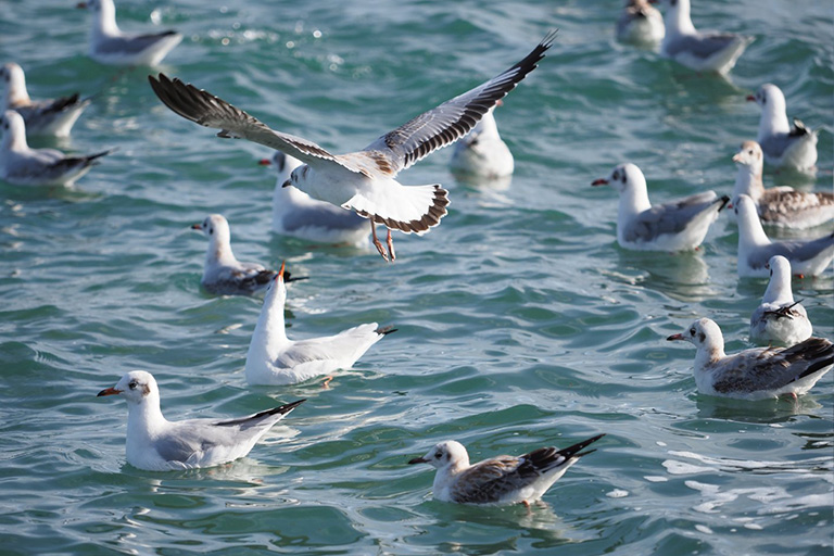 Seagullings in Qinghai Lake (Erlangjian Scenic Area)