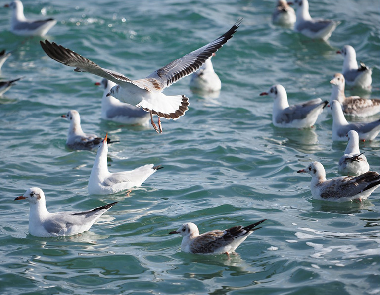 Seagullings in Qinghai Lake (Erlangjian Scenic Area)