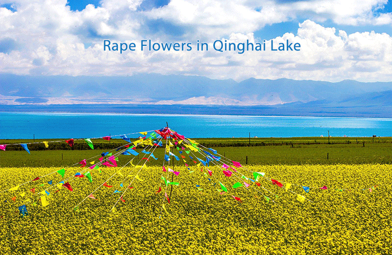 Qinghai Lake Flowers Qinghai Lake Weather