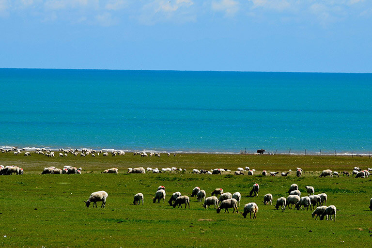 Herd of Tibetan nomads around Qinghai Lake