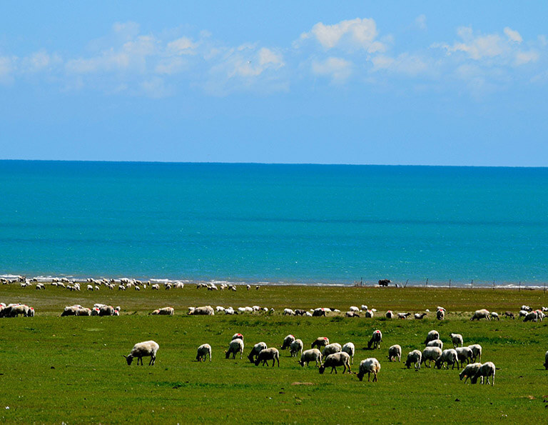 Herd of Tibetan nomads around Qinghai Lake