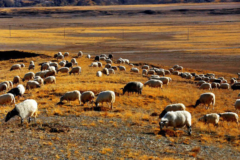 Herds on Amne Machin Mountain