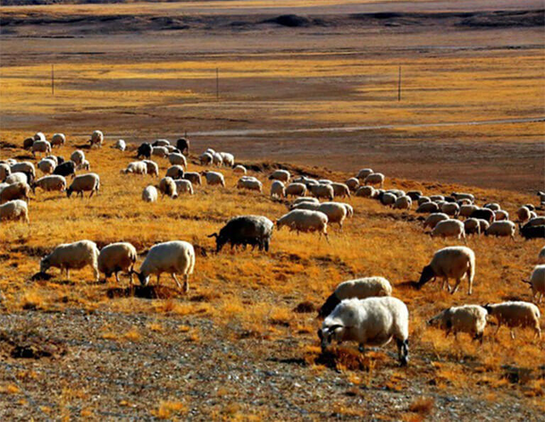 Herds on Amne Machin Mountain