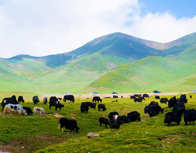 Spring in Qinghai