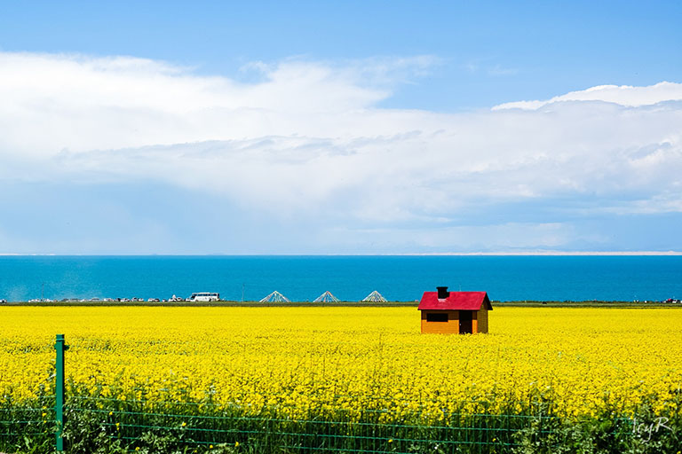 Qinghai Lake and Rapeseed Flowering Fields Top Attractions & Things to Do in Xining