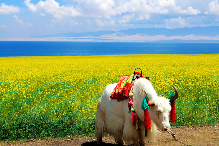 Yak by the Qinghai Lake Top Attractions & Things to Do in Xining