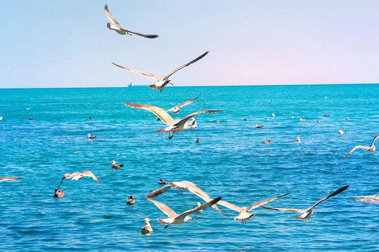 Hailun Island - Habitat of Seagulls