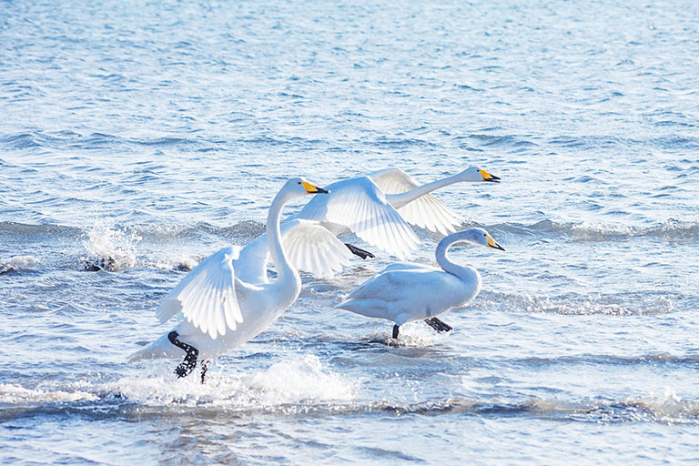Swans in Lake Things to Do in Weihai