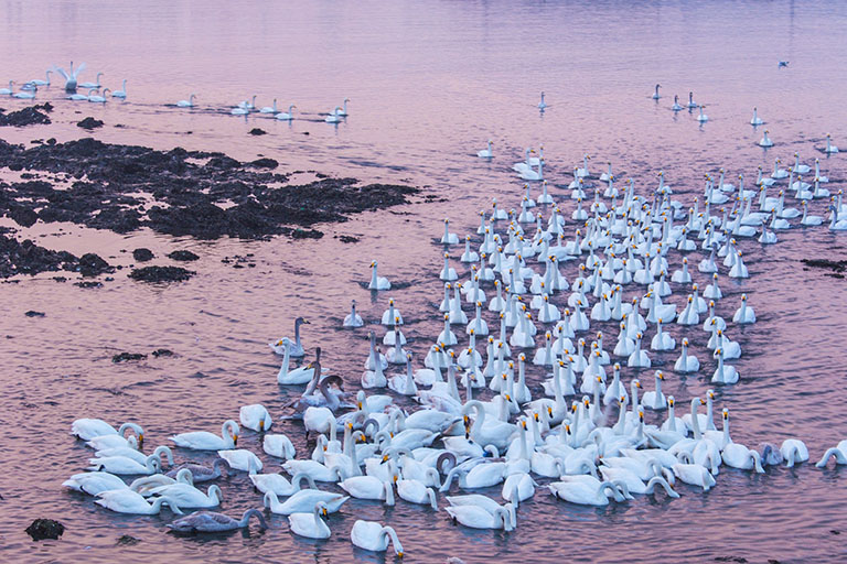 A Flock of Swans Things to Do in Weihai