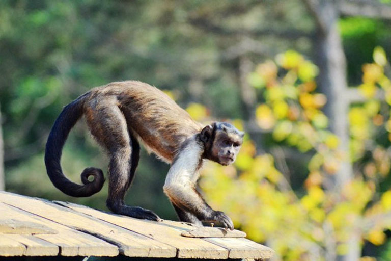Monkey in Shendiaoshan Wildlife Park Things to Do in Weihai