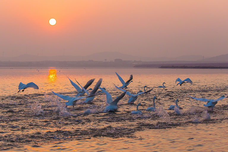 Swans flying over the sea during the sunset Weihai
