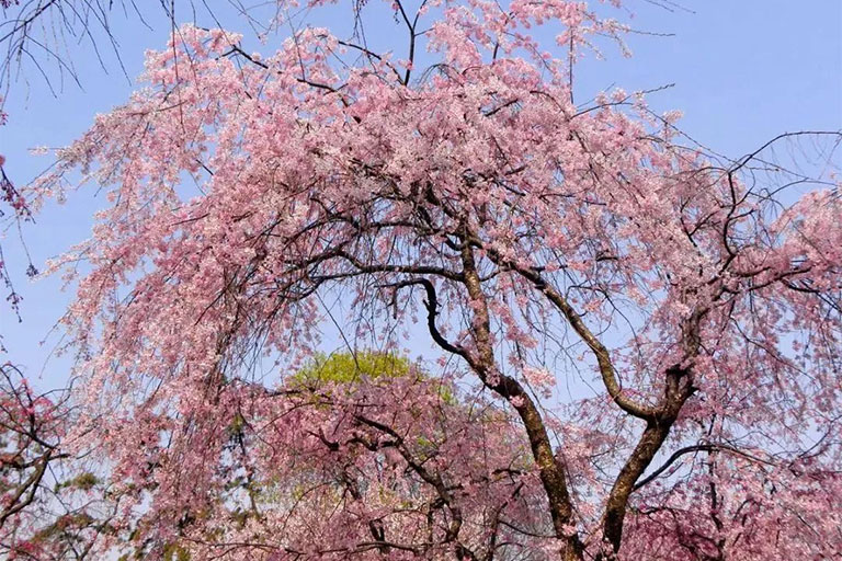 Yantai Spring Spring