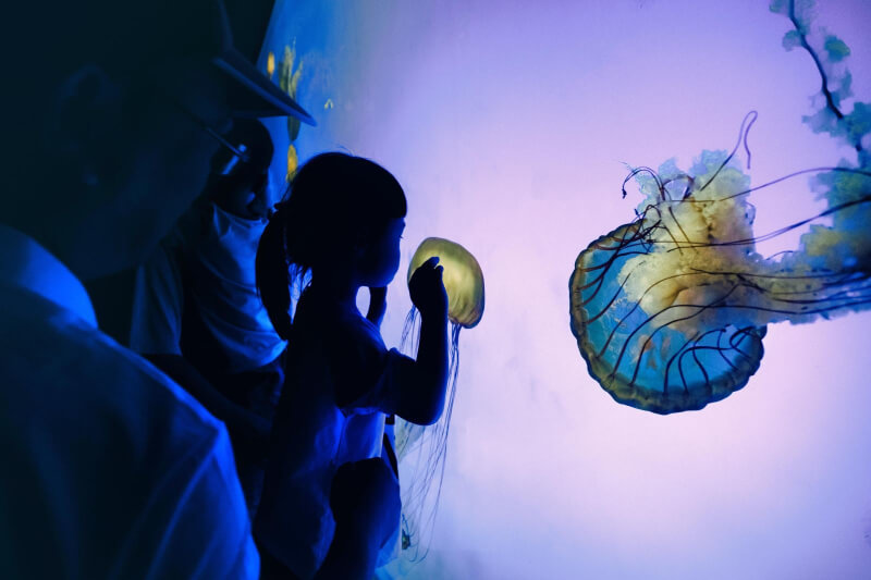 Child Watching Jellyfish at Shanghai Ocean Aquarium Shanghai Family Friendly Activities