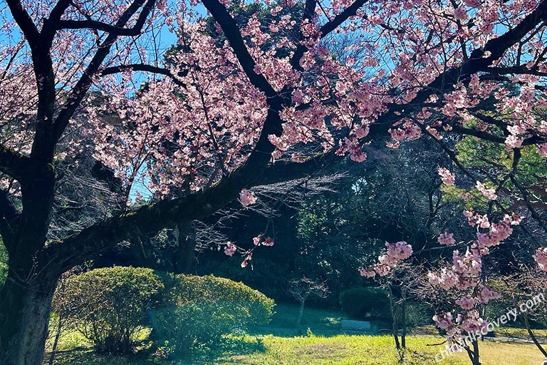 Things to Do in Shanghai Spring Vibes with Cherry Blossoms