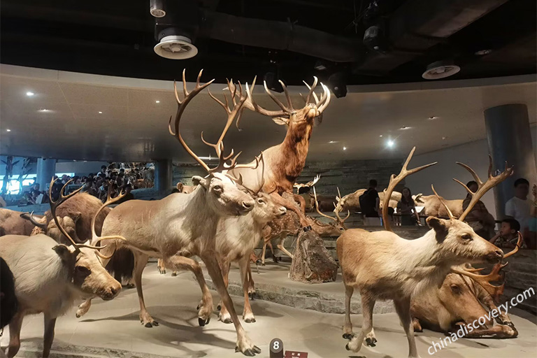 Top Shanghai Attractions Shanghai Natural History Museum
