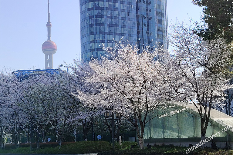 Shanghai Spring Travel