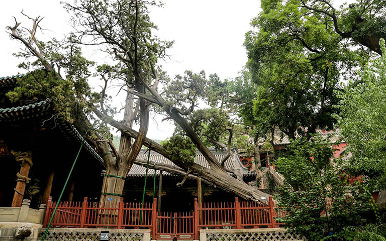 Cypress of the Zhou Dynasty Jingci Temple