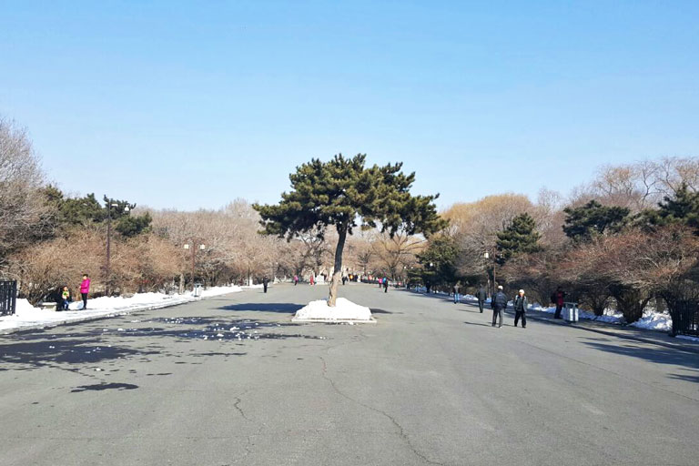 Ancient Pine Trees Group Zhaoling, Beiling Park