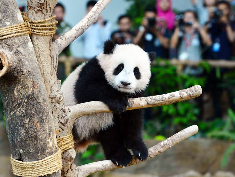 Chengdu Xian Tour