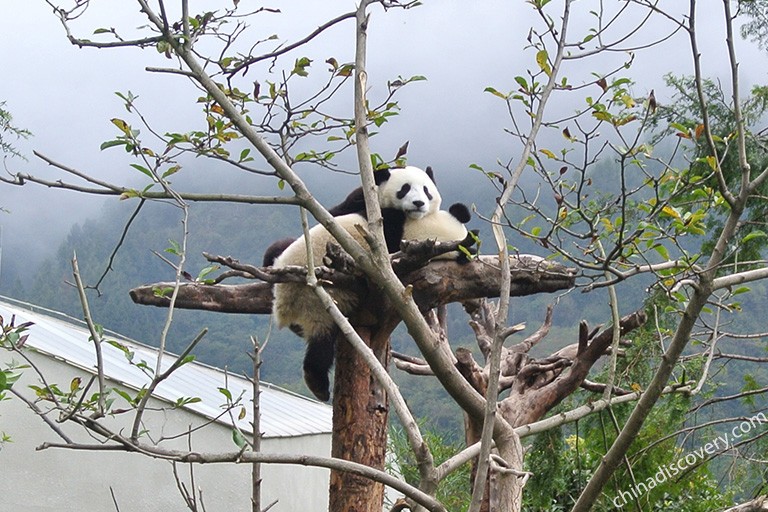 Wolong Giant Panda Sanctuary