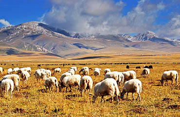 Zoige Ruoergai Grassland