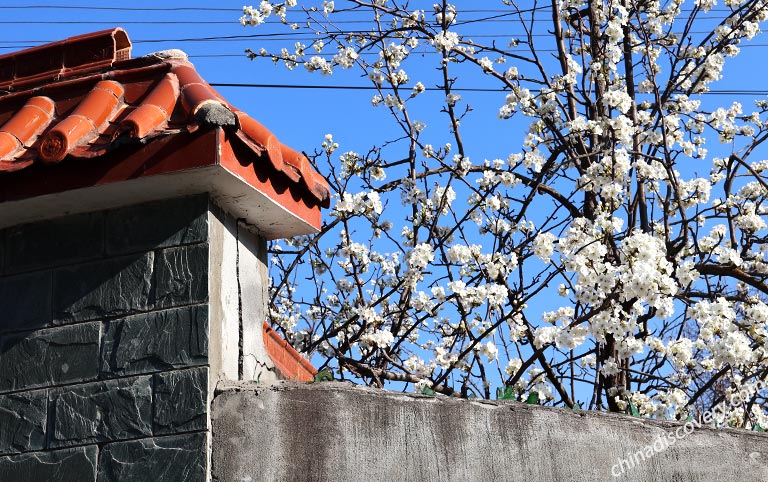 Jinchuan Pear Flower Blossom in the Tibetan Village