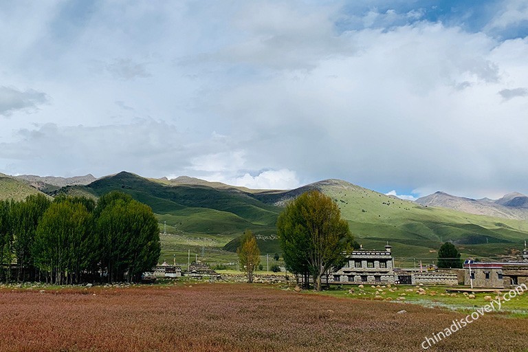 Daocheng Sangdui Red Grass in Autumn