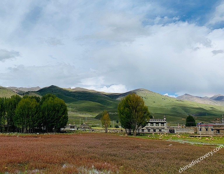 Yading Poplar Forest 