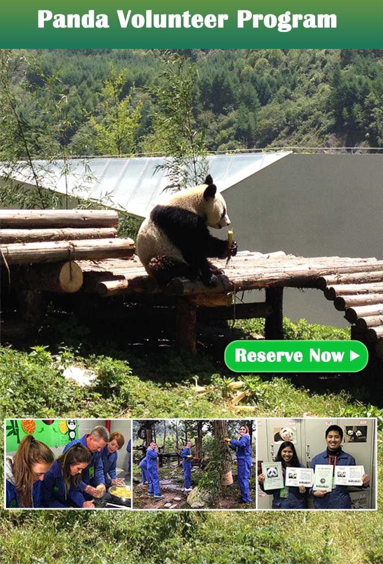China Panda Tours