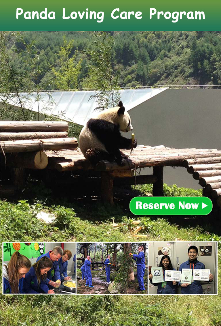 China Panda Tours