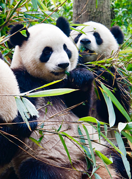 Yangtze River Zhangjiajie Tour