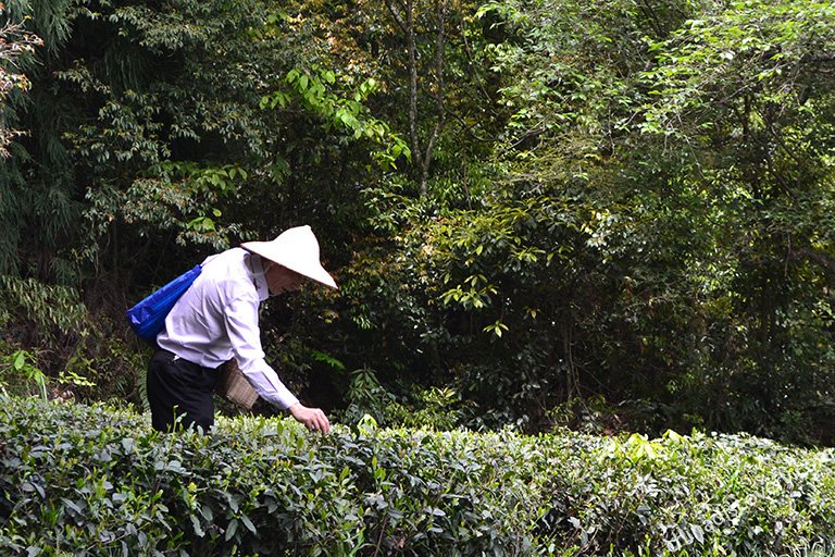 Mengdingshan Tea Culture