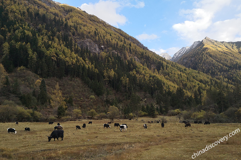 Mount Siguniang in Autumn
