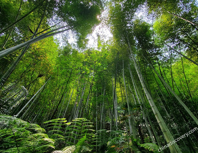 Shunan Bamboo Forest