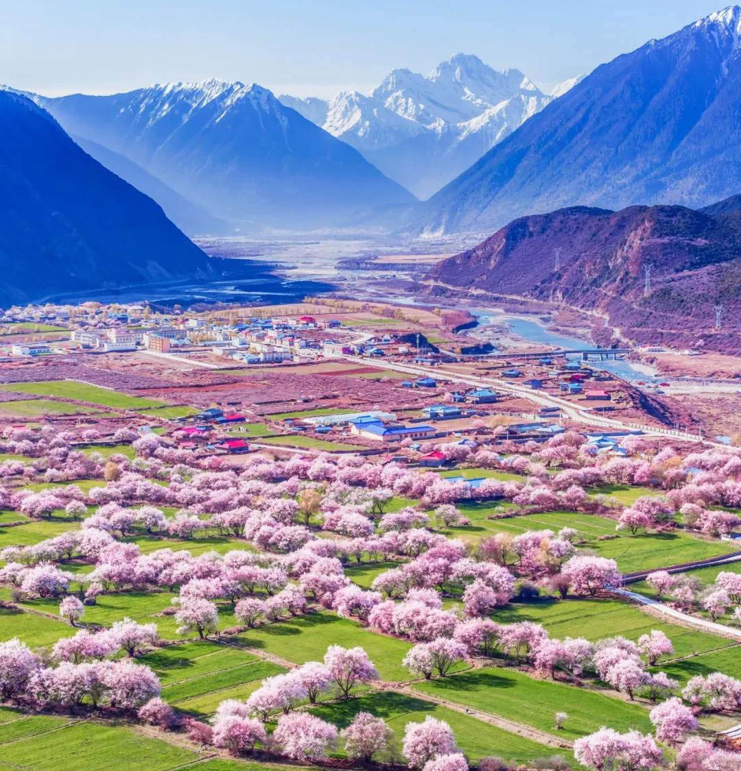 Pink Sea of Peach Blossom in Nyingchi Sichuan Tibet Railway - Lhasa Nyingchi Railway