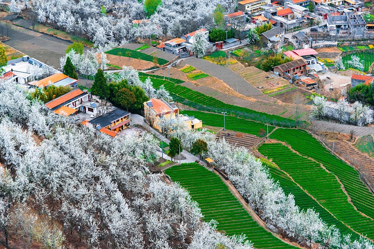 Jinchuan Pear Blossom in Spring China in March