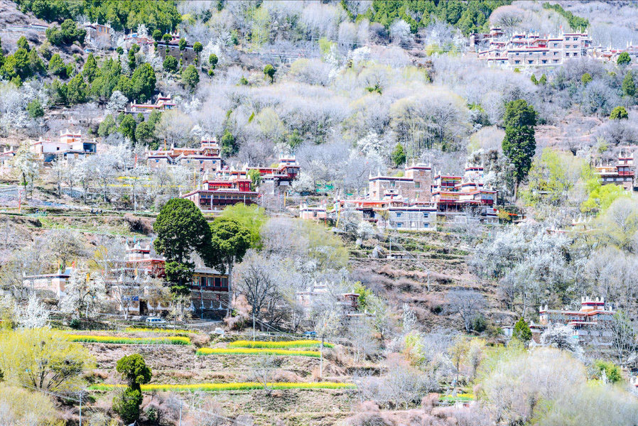 Jinchuan Pear Blossom in Spring China in March