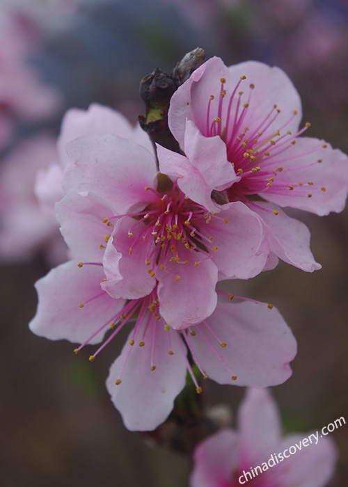 Jinchuan Pear Flowers Sichuan Weather and Climate - Sichuan Spring