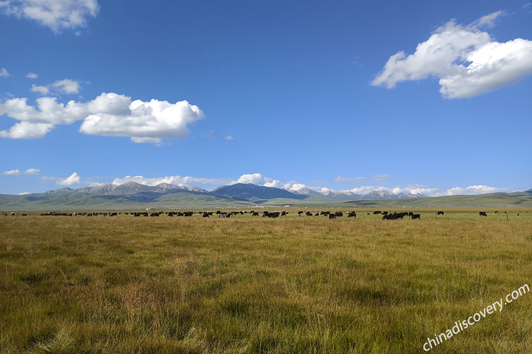 Ruoergai Grassland Sichuan Weather and Climate - Sichuan Spring