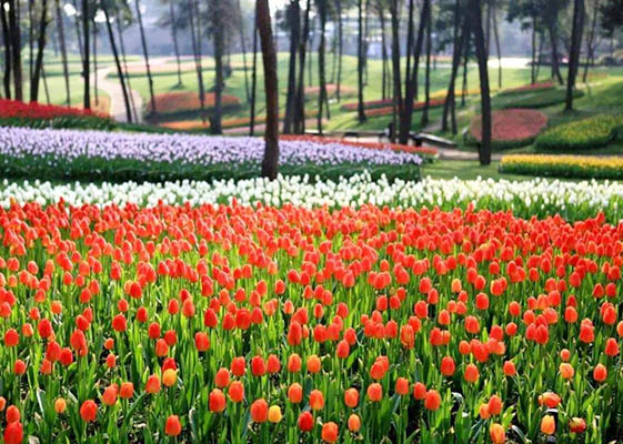 Jinchuan Pear Flowers Sichuan Weather and Climate - Sichuan Spring