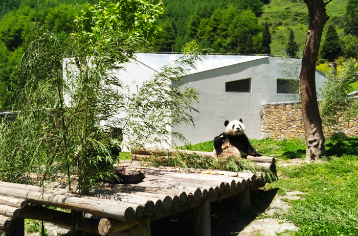 Shenshuping Panda Volunteer - Wolong Panda