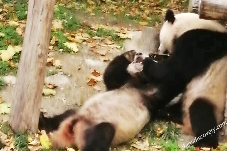 Shenshuping Panda Breeding Area Visiting