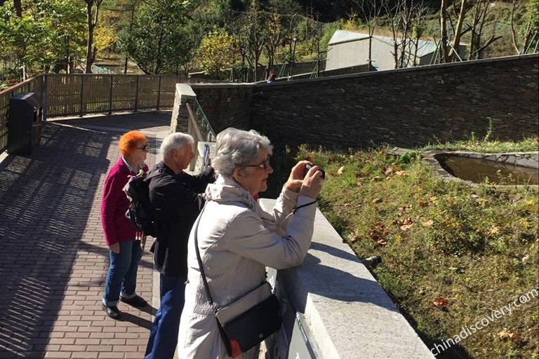 See Pandas at Wolong Shenshuping Panda Base