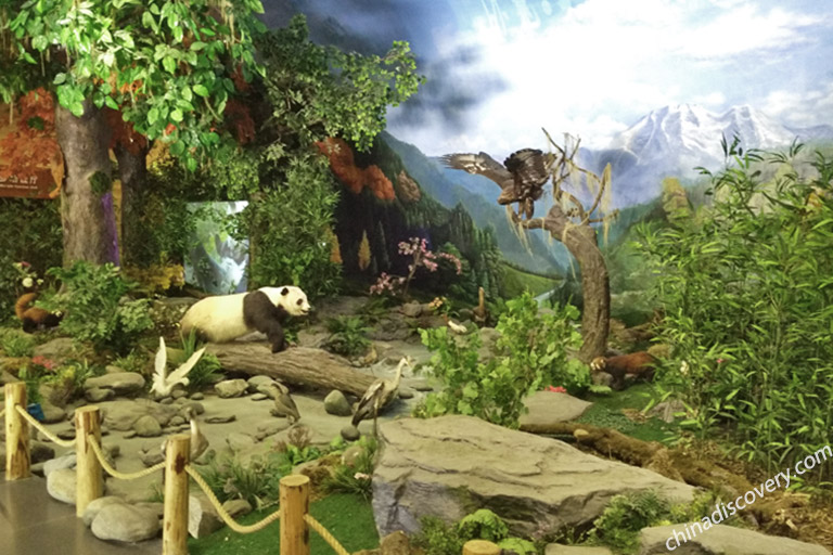 Wolong Giant Panda Museum