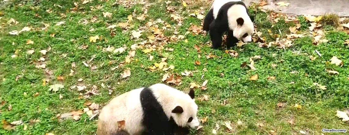 Wolong Panda Tour