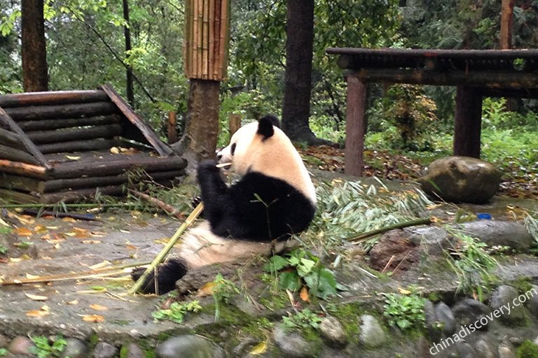 Panda Eating